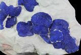 Brilliant Blue Azurite Sun Cluster On Rock - Australia #64288-1